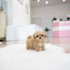 Puppies For Sale In Dubai