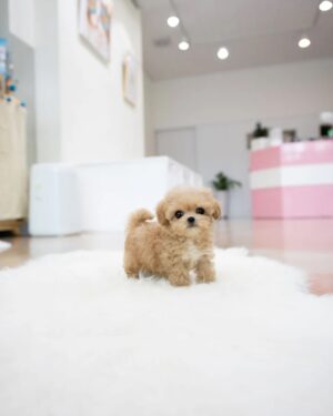 Puppies For Sale In Dubai