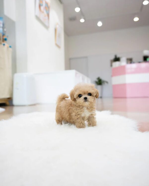 Puppies For Sale In Dubai