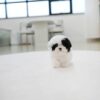Puppies for sale in Dubai Puppies for sale in Dubai