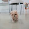 Puppies for sale in Dubai Puppies for sale in Dubai