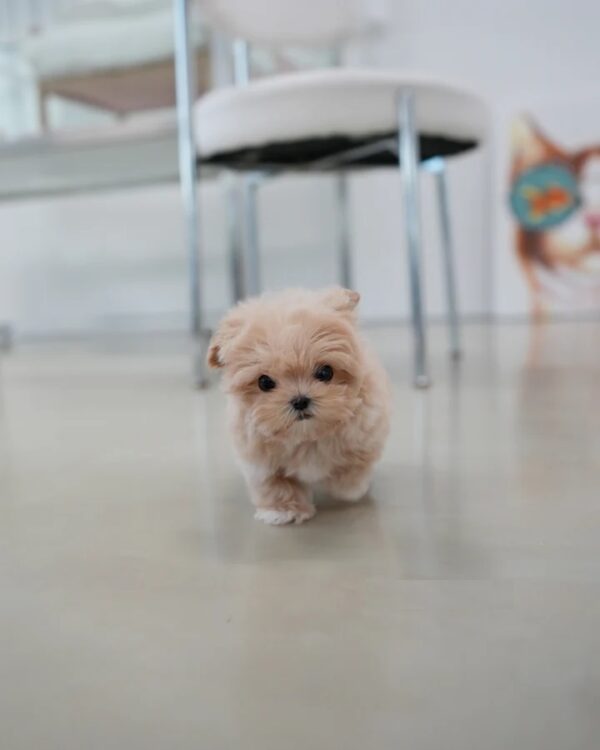 Puppies for sale in Dubai Puppies for sale in Dubai
