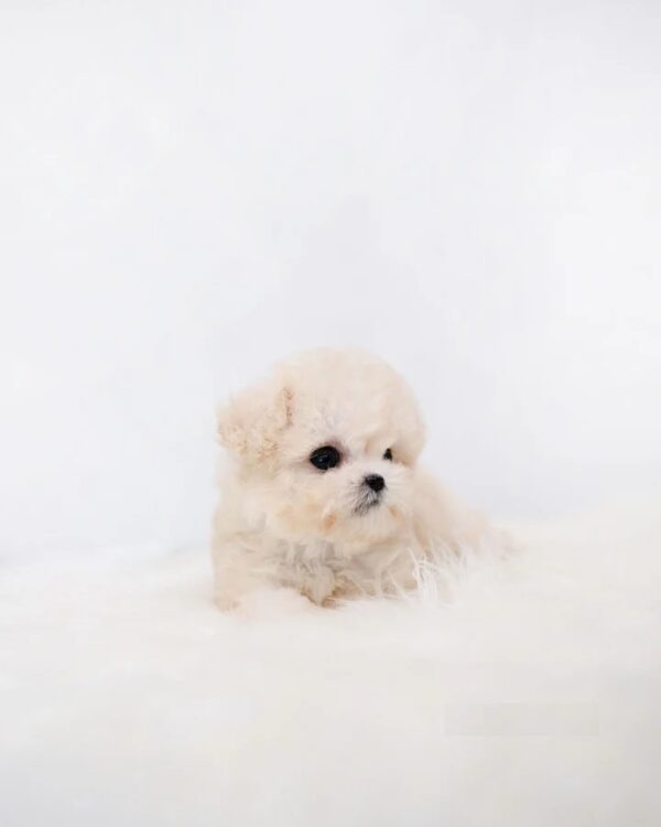4_e77879e1-9648-4974-8a32-6ddeb3287b12_720x Zoey