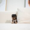 Puppies For Sale In Dubai