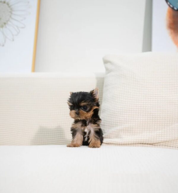 Puppies For Sale In Dubai