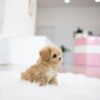 Benji