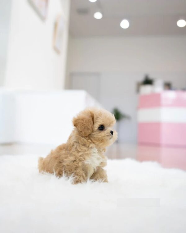 Benji
