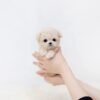 5_65d8ef82-2307-4221-ad78-6a69c27337a3_720x Zoey