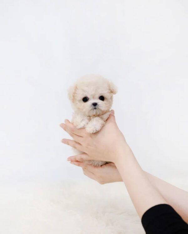 5_65d8ef82-2307-4221-ad78-6a69c27337a3_720x Zoey