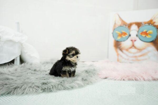 Puppies For Sale In Dubai Puppies For Sale In Dubai