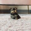 Puppies For Sale In Dubai