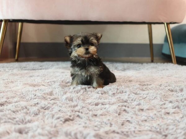 Puppies For Sale In Dubai